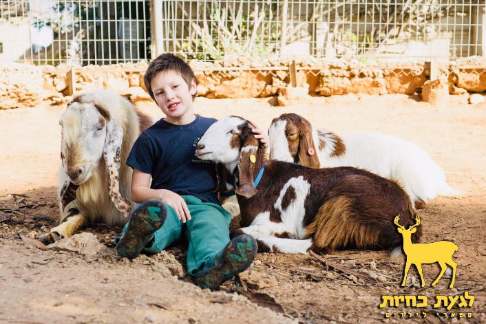 שבועות בלגעת בחיות